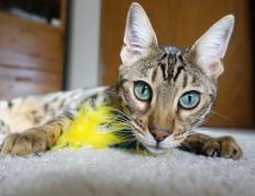 世俱杯决赛-世界杯之夜，孔德持续制造杀伤的华丽风暴