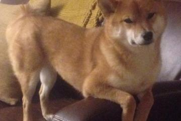 世俱杯改制-超级新星60分掀翻豪强，铁血防线锁死十一冠王，CBA迎来新王登基前夜？