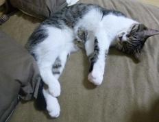 世俱杯改制-个体闪光难敌体系碾压，久保建英纪录夜背后的足球哲学沉思