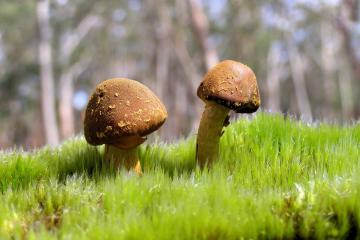 世俱杯直播-文班亚马肆虐篮下，快船轻取上海队展现实力碾压