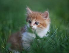 世俱杯改制-卡马文加的独奏，与克罗地亚的血色交响，当青春爆发遭遇意志血拼