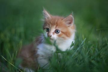 世俱杯改制-卡马文加的独奏，与克罗地亚的血色交响，当青春爆发遭遇意志血拼