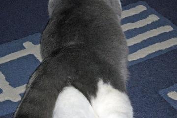 世俱杯-绝杀时刻，穿越十年的回响，德罗赞的欧冠淘汰赛之夜