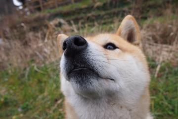 世俱杯时间-胜战密码，暗合球场的疆场默契