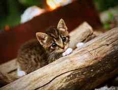 世俱杯改制-绿茵场与硬木地的交响，德甲争冠夜激战，字母哥里程碑铸就传奇