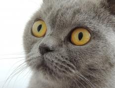 世俱杯分组-热血决胜局，当勒布朗王者归来，勒沃库森终场绝杀带走国际米兰