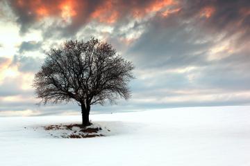 世俱杯参赛资格-逆袭北境，新西兰人用一脚踢碎北欧神话