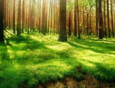 世俱杯决赛-迪马利亚硬仗之王，荷兰对阵毕尔巴鄂的史诗对决