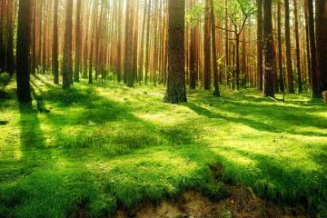 世俱杯决赛-迪马利亚硬仗之王，荷兰对阵毕尔巴鄂的史诗对决