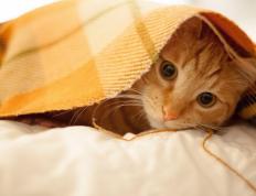 世俱杯直播-鏖战与接管，北京队对决浙江队的启示与克莱西决生死战的传奇