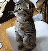 世俱杯2025-血染洛城，当独行侠的利爪撕碎湖人黄昏