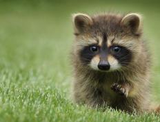 世俱杯2025-破晓之战，2026世界杯之夜的永恒高能篇章