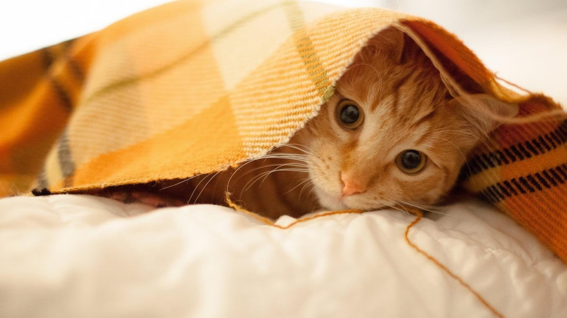 世俱杯直播-迪马利亚的霜刃，一场颠覆南美足球疲惫论的硬仗启示录