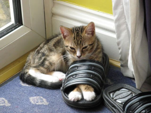 世俱杯分组-劳塔罗主宰战局，国际米兰友谊赛力克委内瑞拉