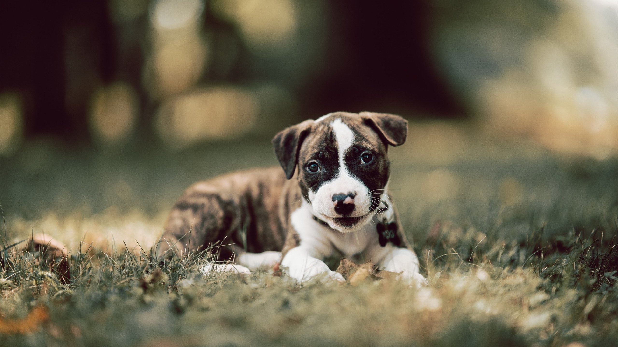 世俱杯决赛-北欧神锋降临南美,哈兰德关键助攻助乌拉圭淘汰突尼斯