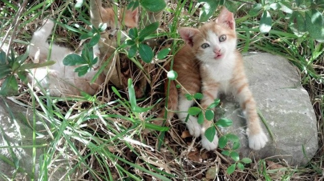 世俱杯决赛-贝林厄姆爆发引领胜利，韩国提前终结洪都拉斯悬念