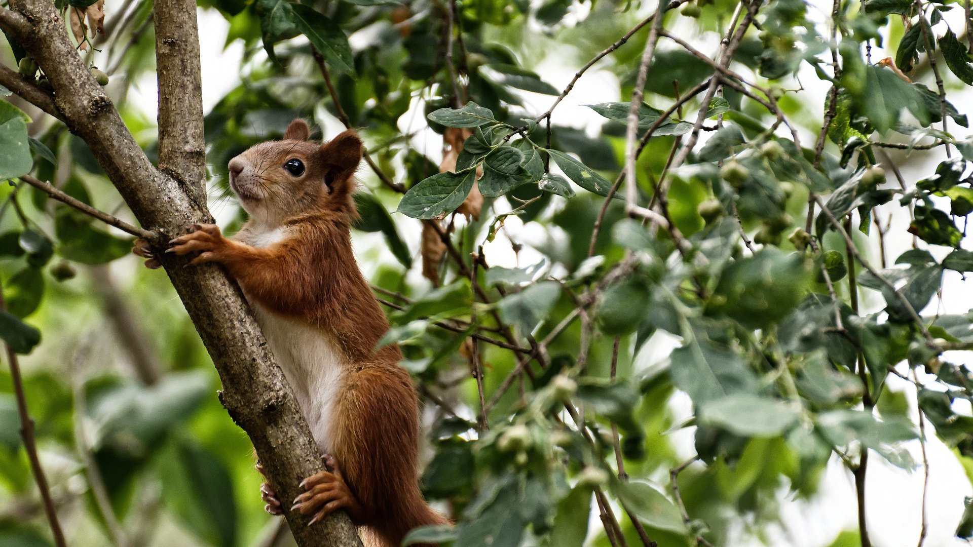 世俱杯赛程-湖人对决火箭，贝恩稳定输出诠释持续火力的终极定义