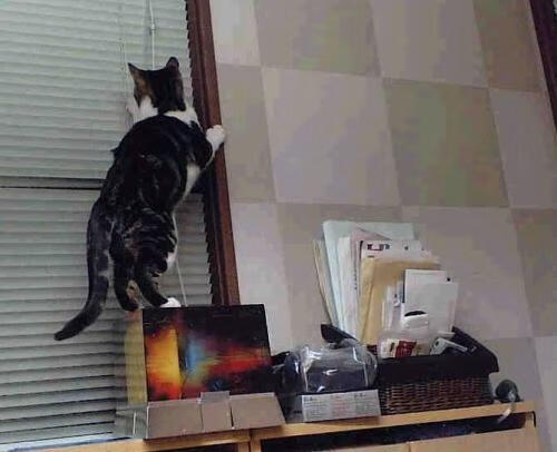 世俱杯改制-铁羽锁魔，新王破茧，爱德华兹在战术牢笼中淬炼成关键先生