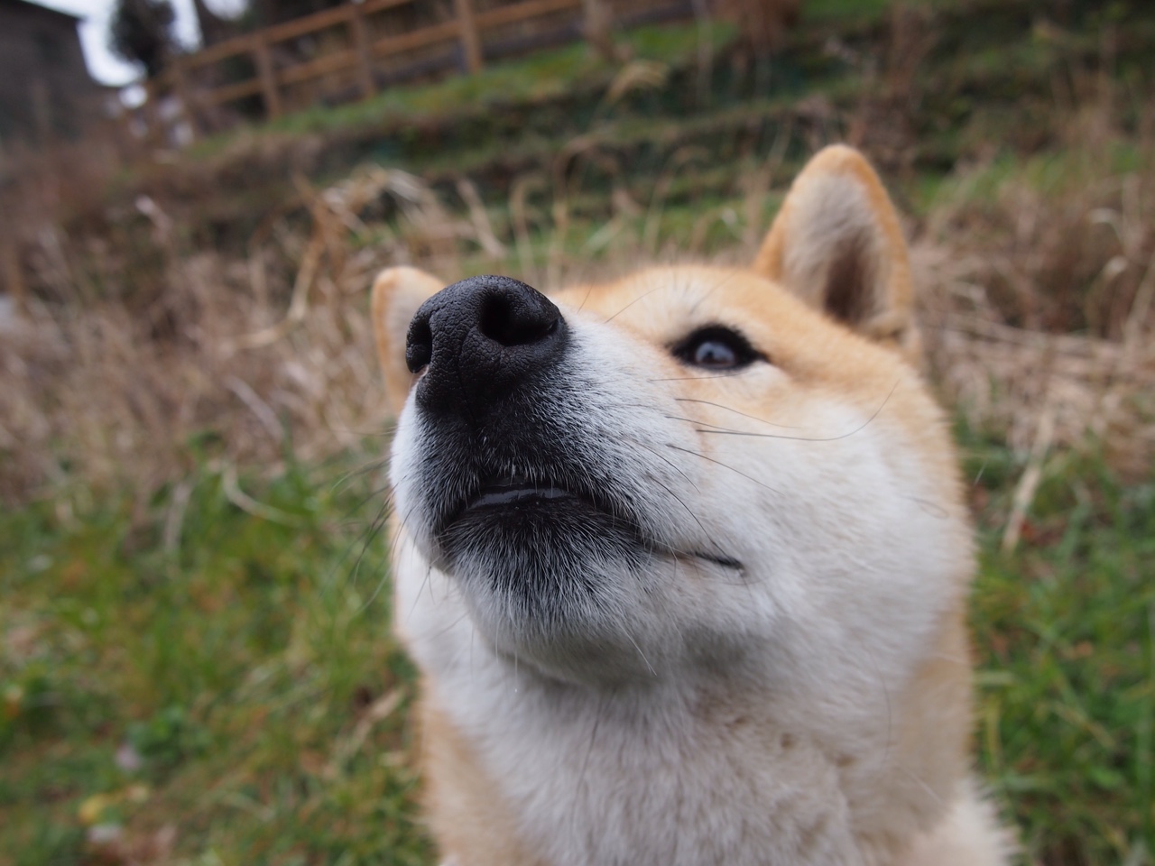 世俱杯时间-胜战密码，暗合球场的疆场默契