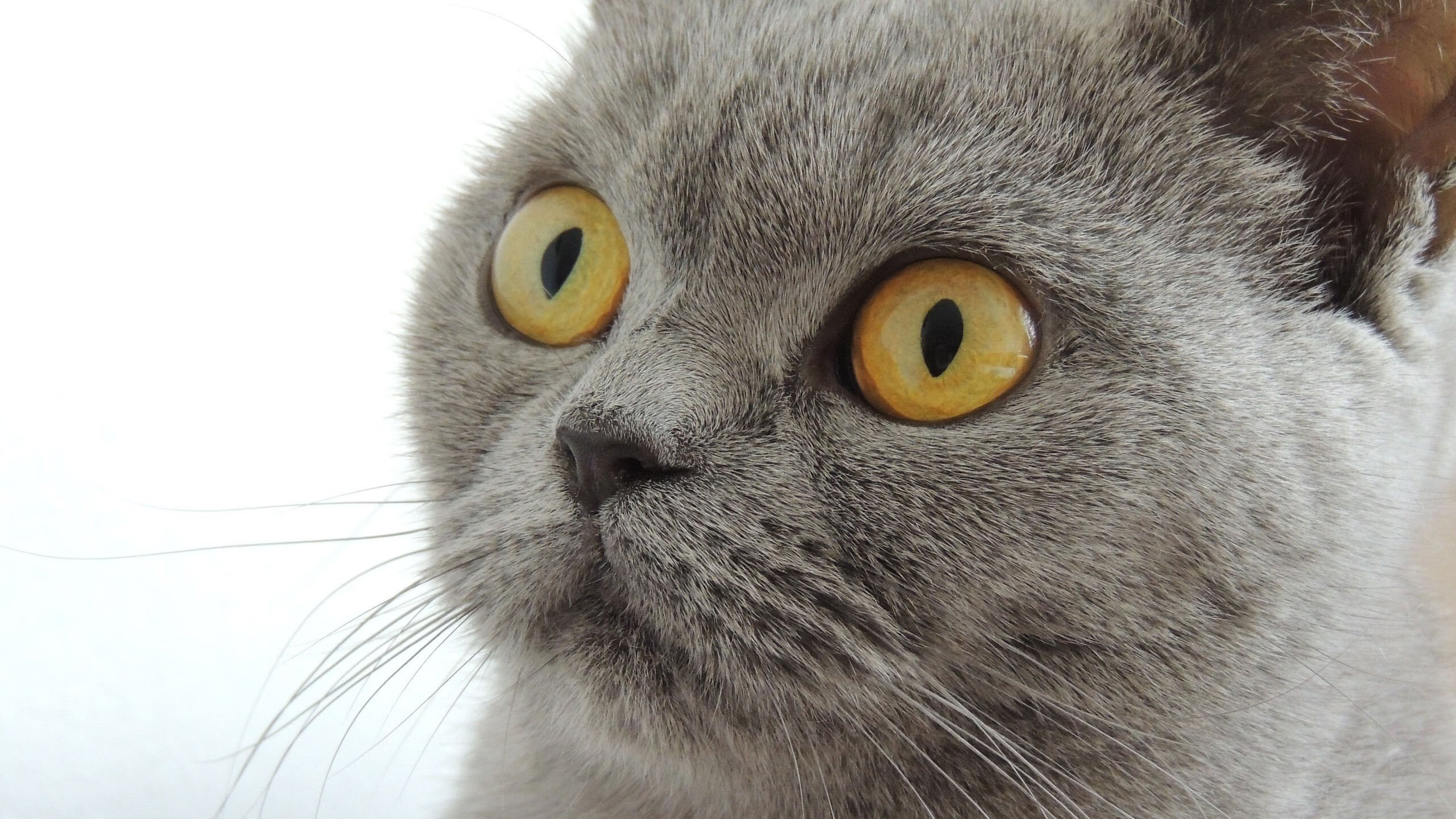 世俱杯分组-热血决胜局，当勒布朗王者归来，勒沃库森终场绝杀带走国际米兰