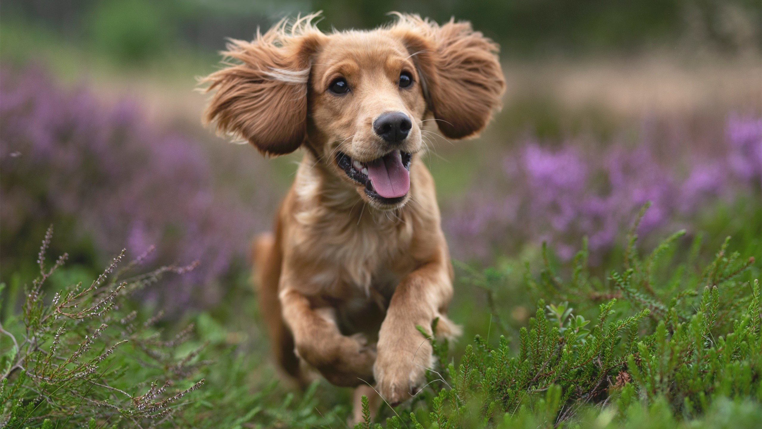 世俱杯2025-双城记，当伯纳乌的呐喊遇上美航中心的沉默—东契奇在另一个国家德比夜写就完美诗篇