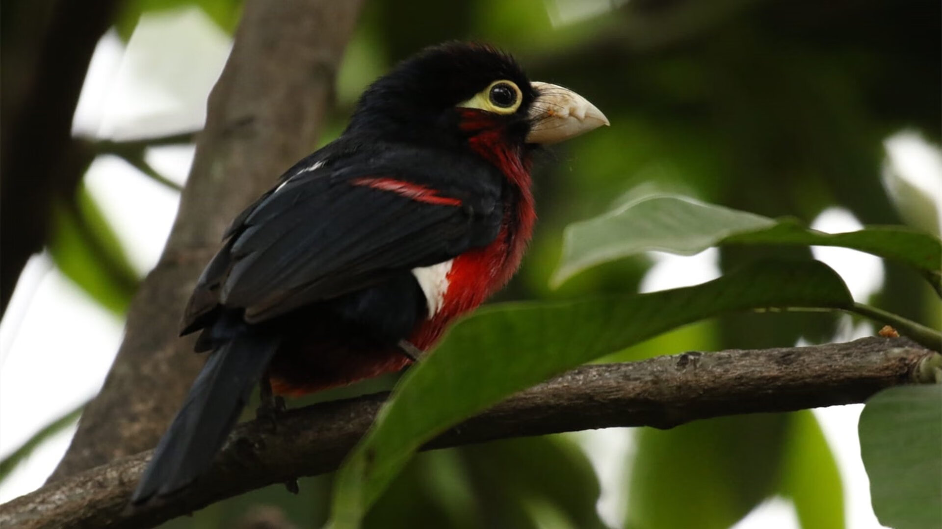 世俱杯改制-小贾伦神级表现铸就逆转,北京队力克浙江队获关键胜利